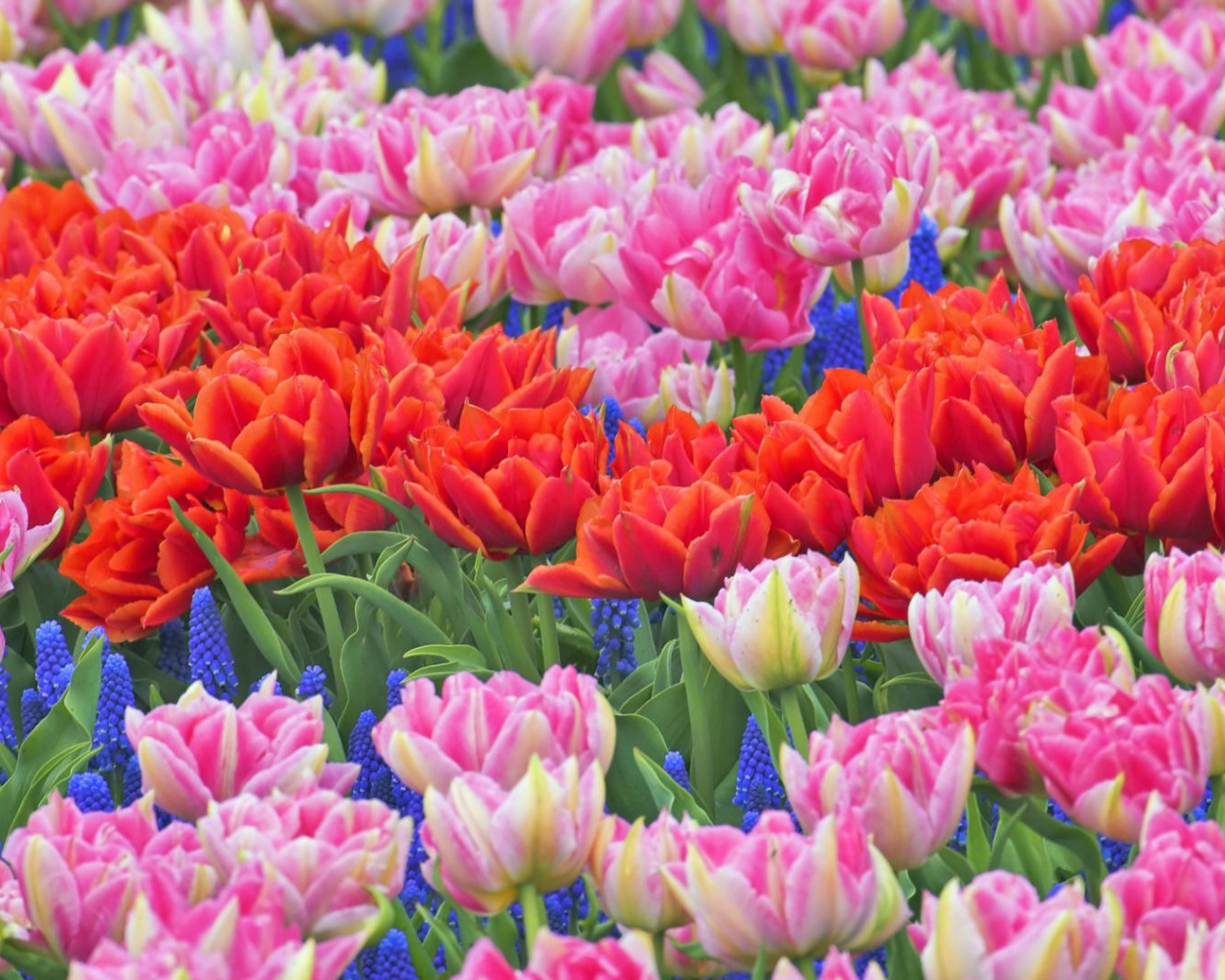 Клумба из тюльпанов