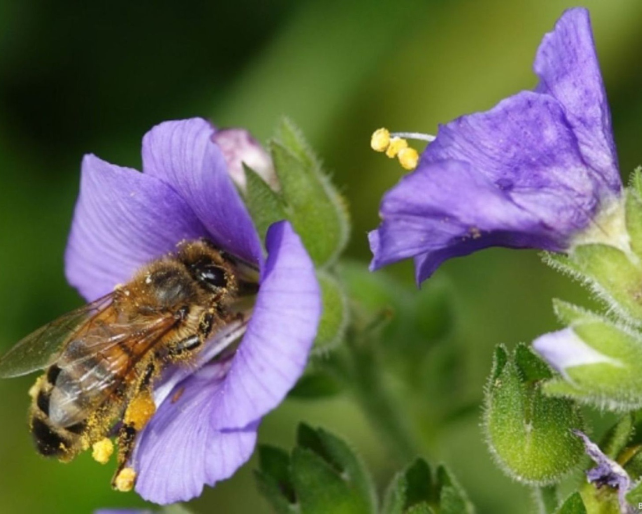 Пчела на колокольчике