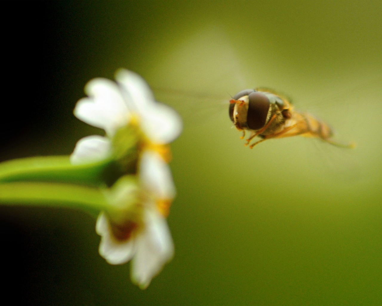 Пчела на белом цветке