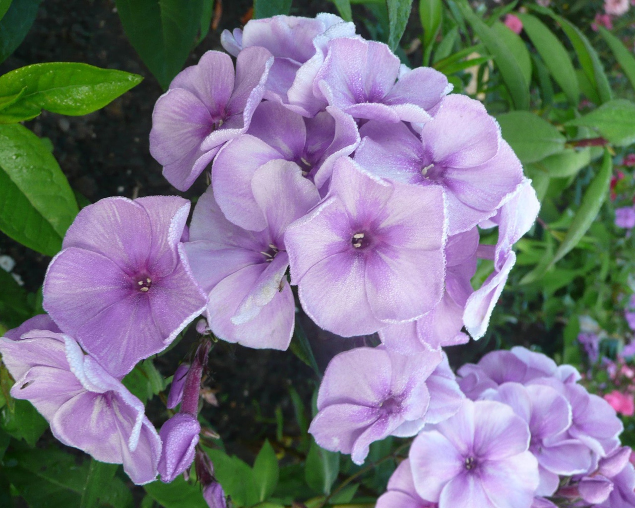 За домом красивые цветы флокс