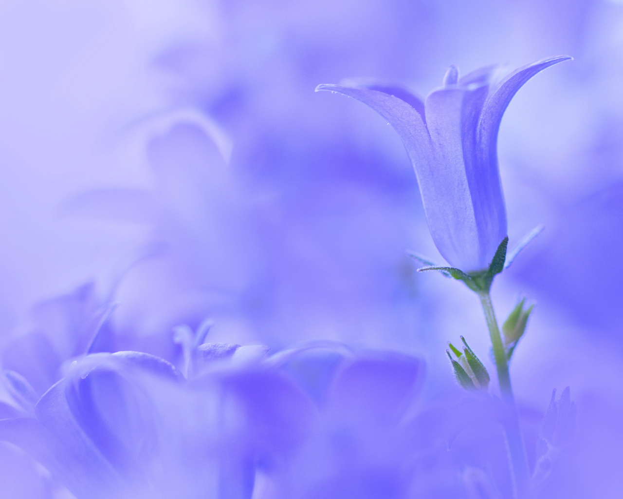 Колокольчик на голубом фоне