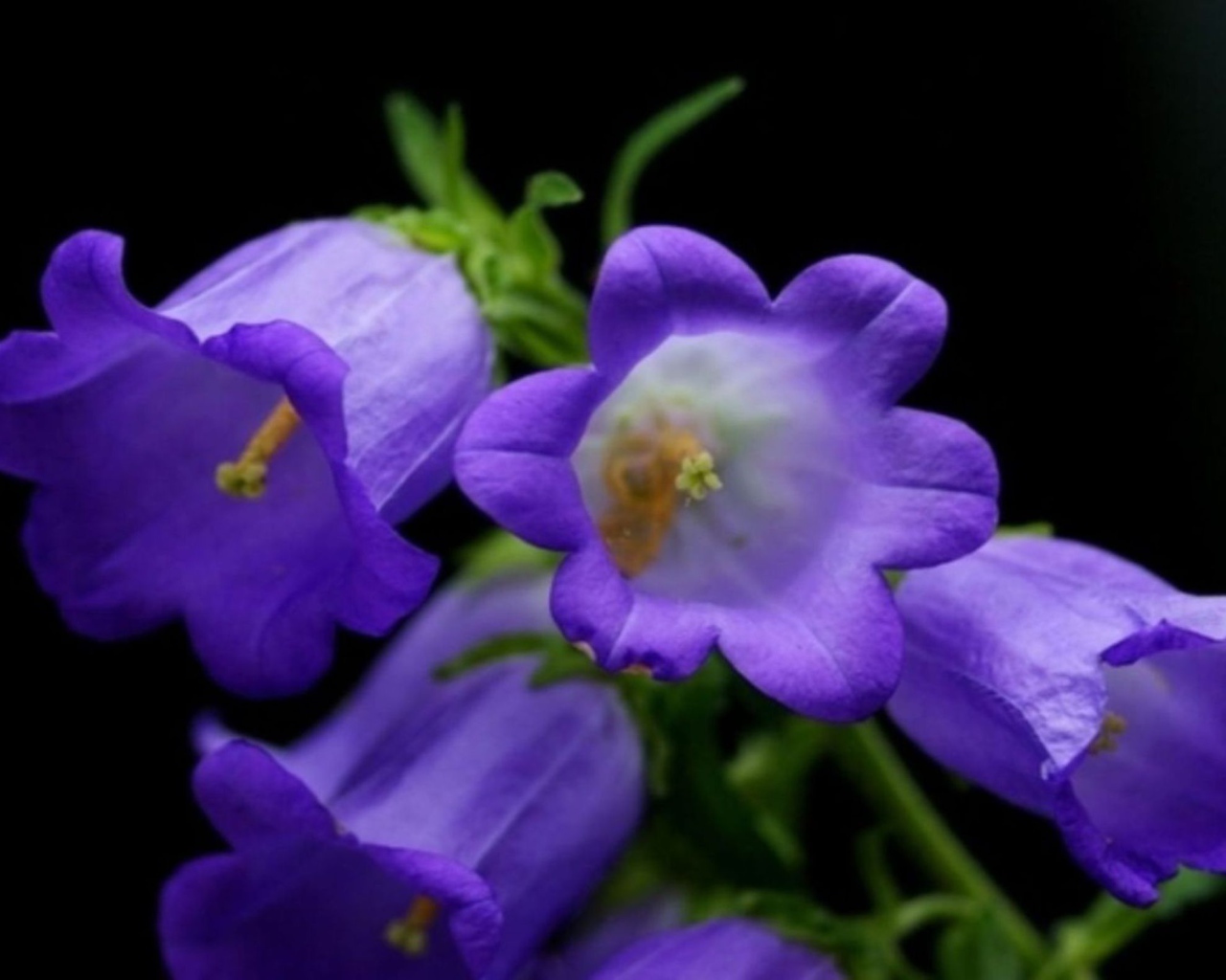 Колокольчики на черном фоне