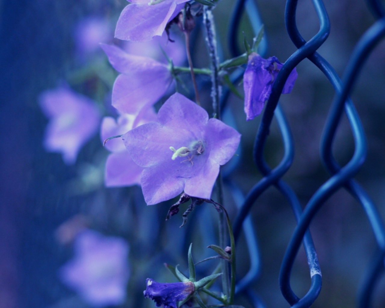 Колокольчики плетутся по забору