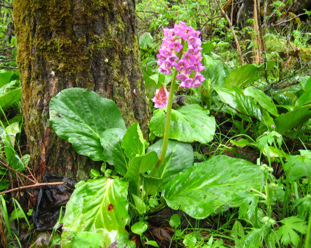 Красивые многолетние цветы бадан в лесу