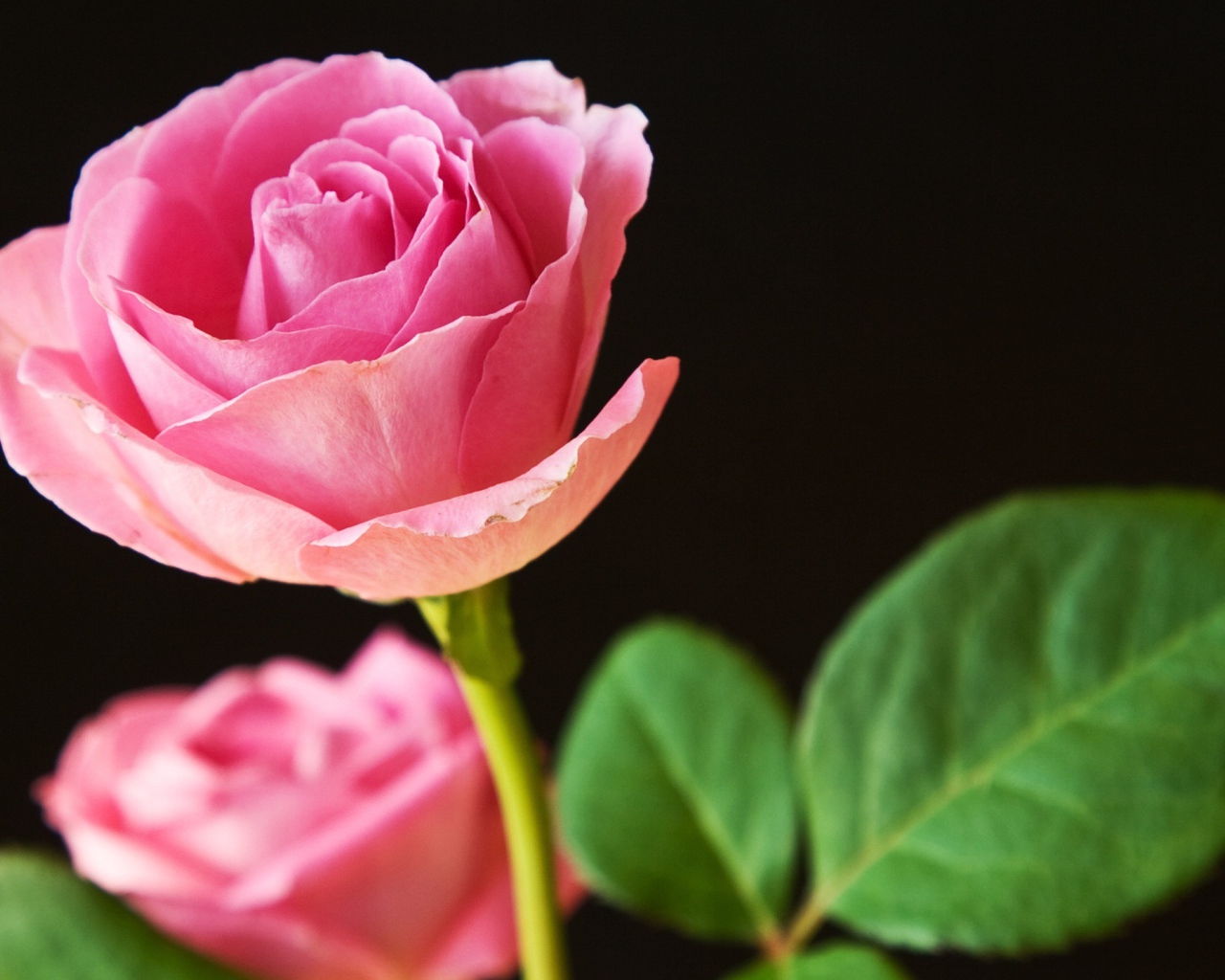 Лучшие розовые розы