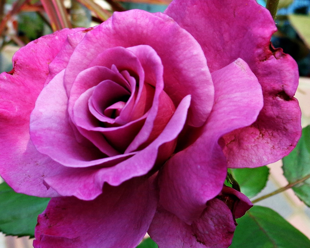 Большая фиолетовая роза