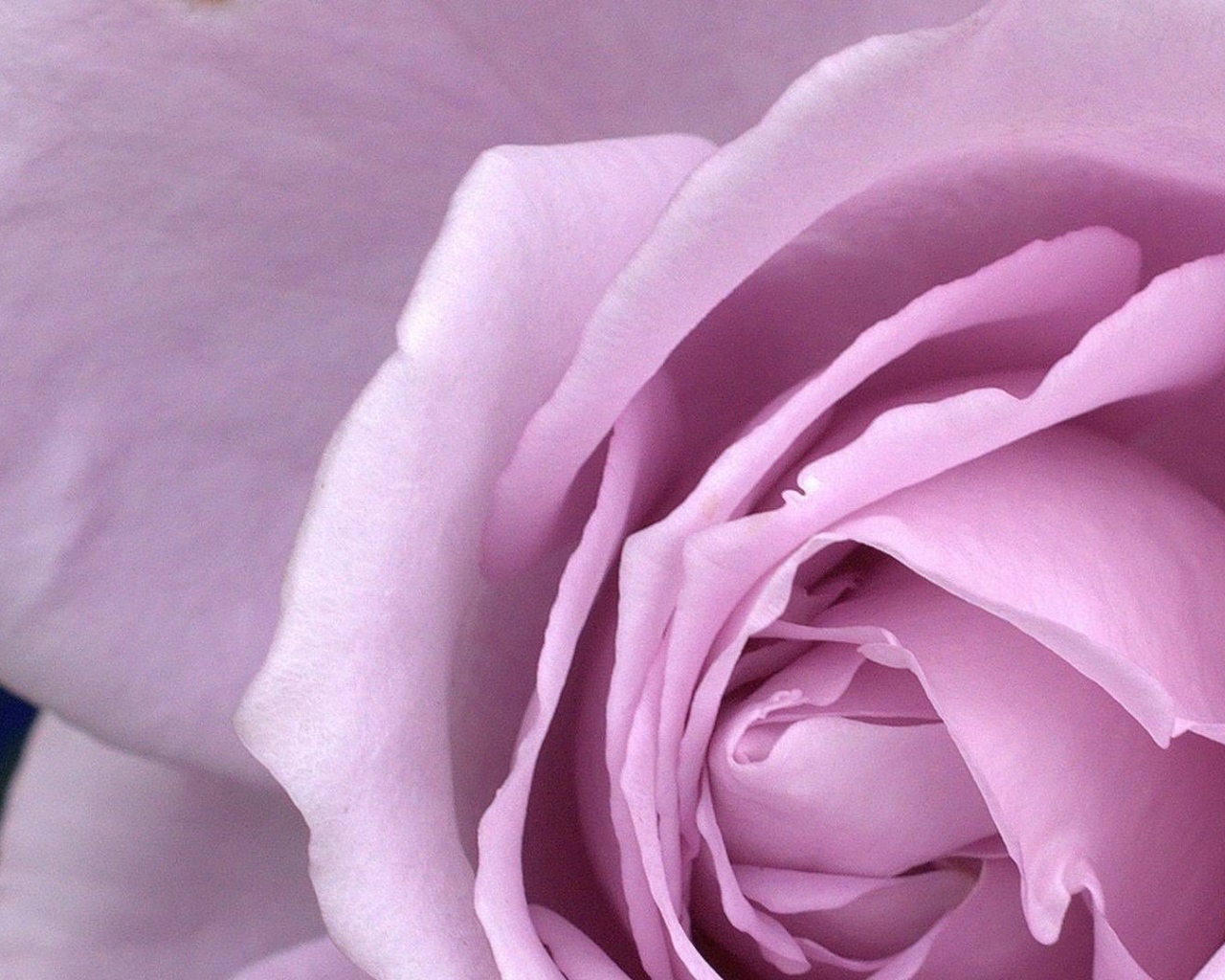 Большая фиолетовая роза крупным планом