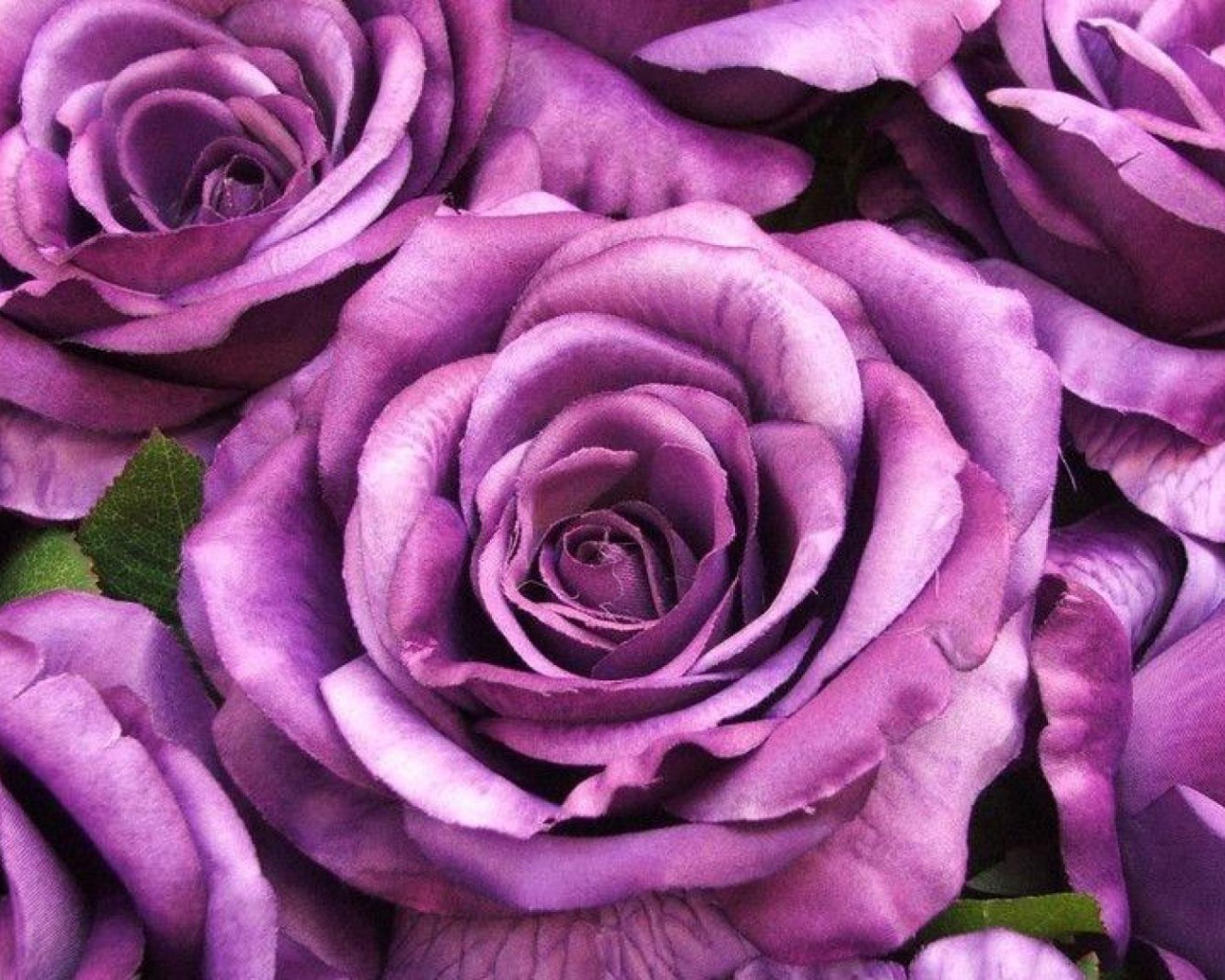 Большие фиолетовые розы