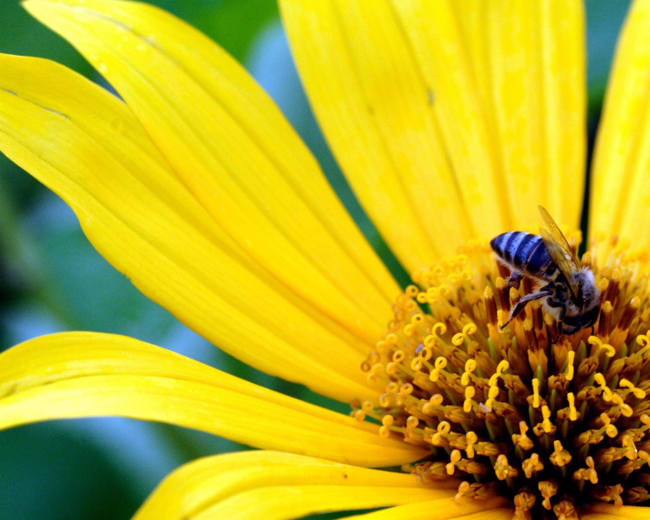 Большой желтый цветок