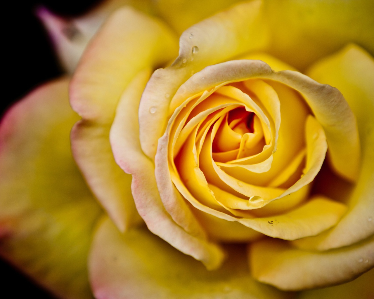 Большая жёлтая роза на чёрном фоне