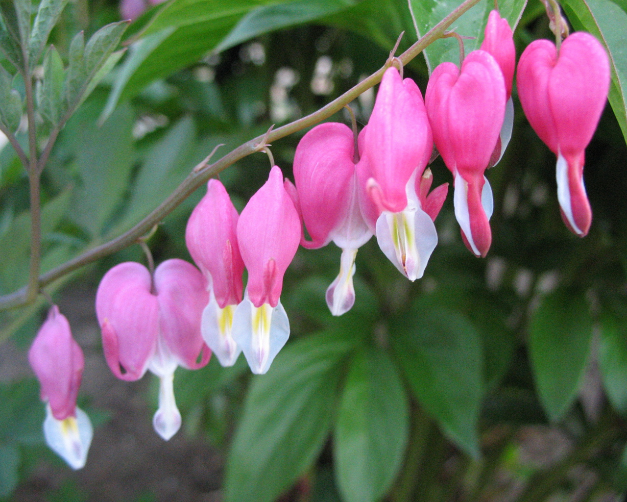 Выращивание цветов дицентра в саду