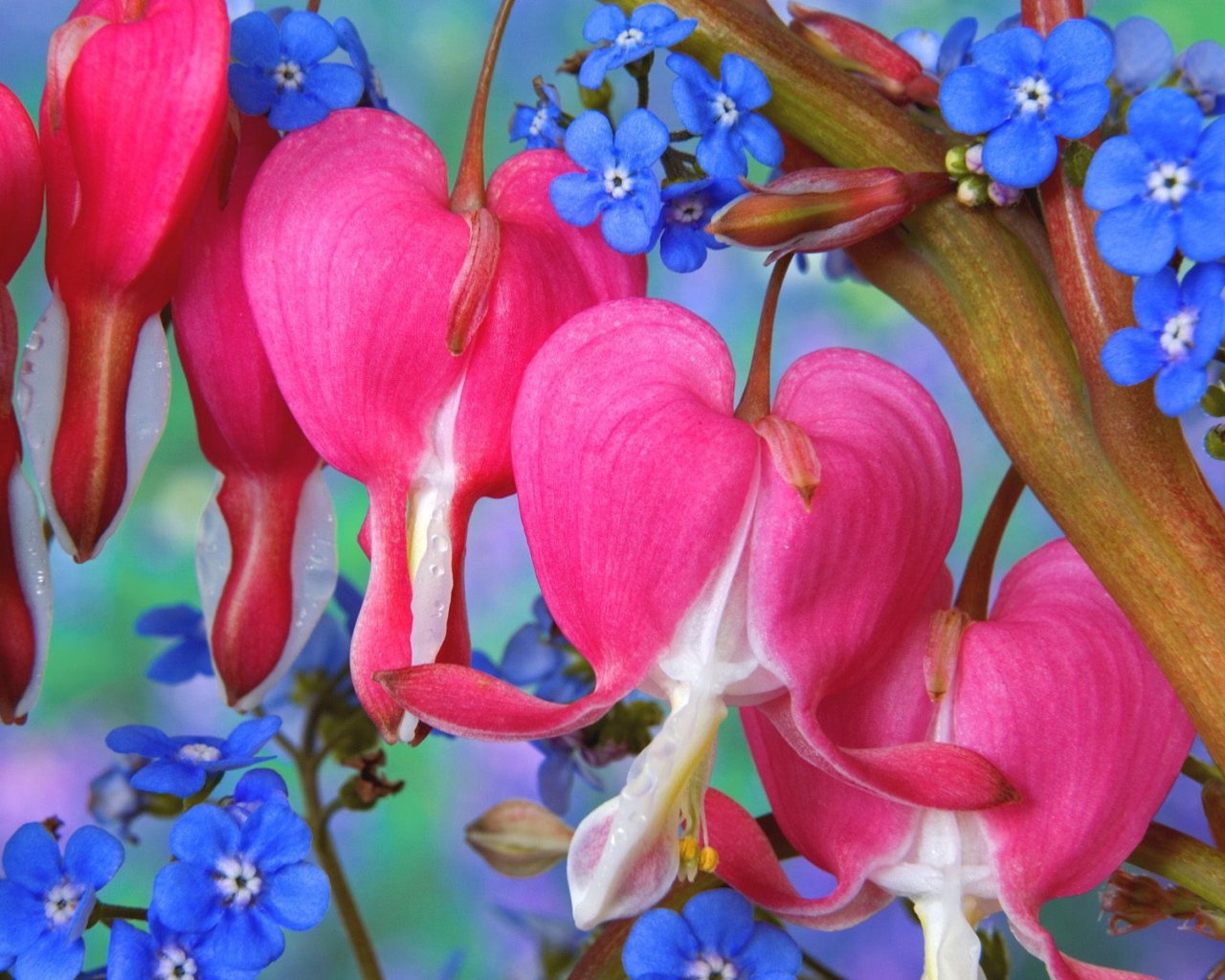 Цветы сердечки