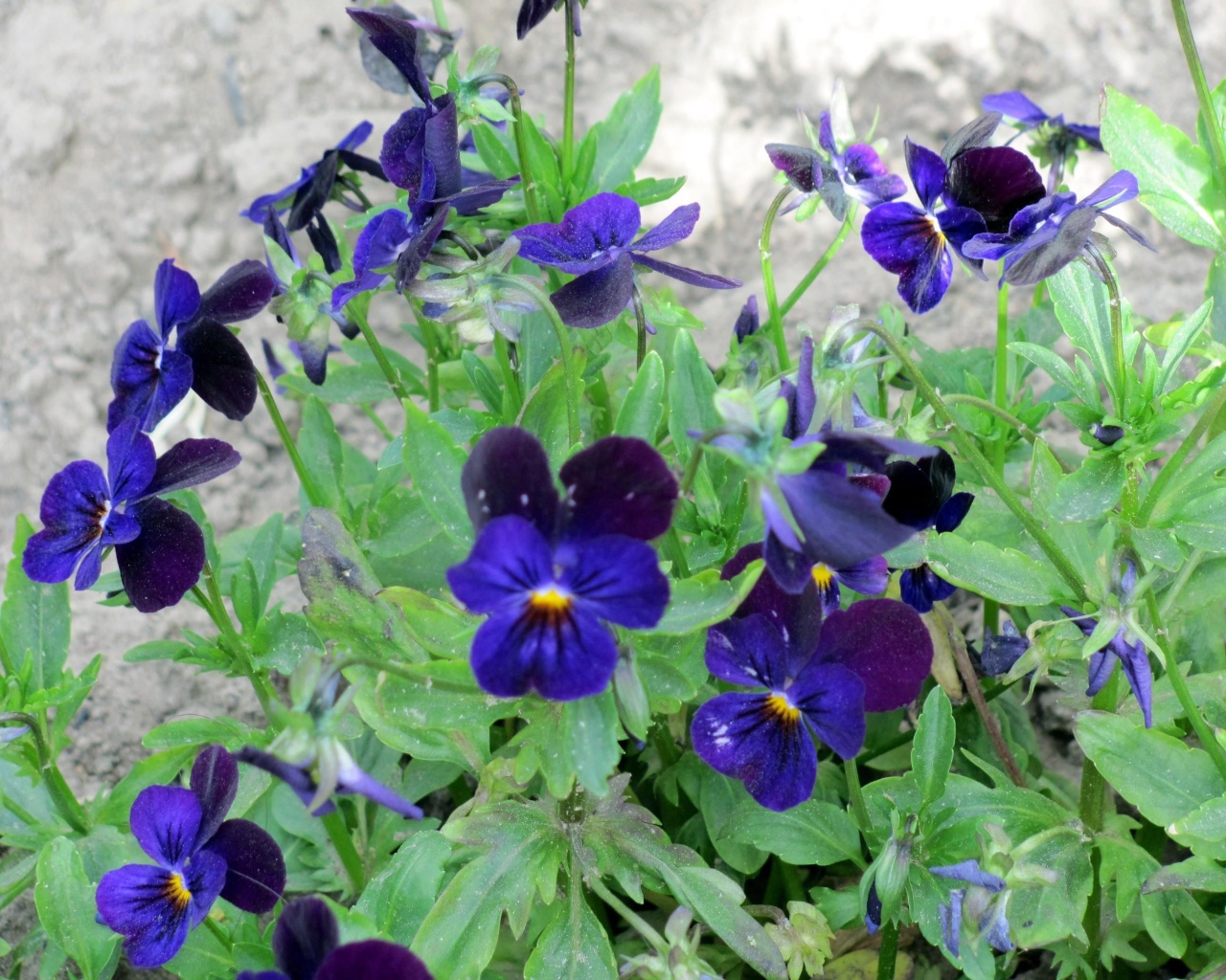 Расцвели прекрасные цветы анютины глазки в саду