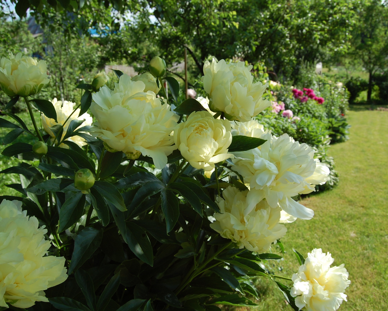 Расцвели красивые цветы пионы