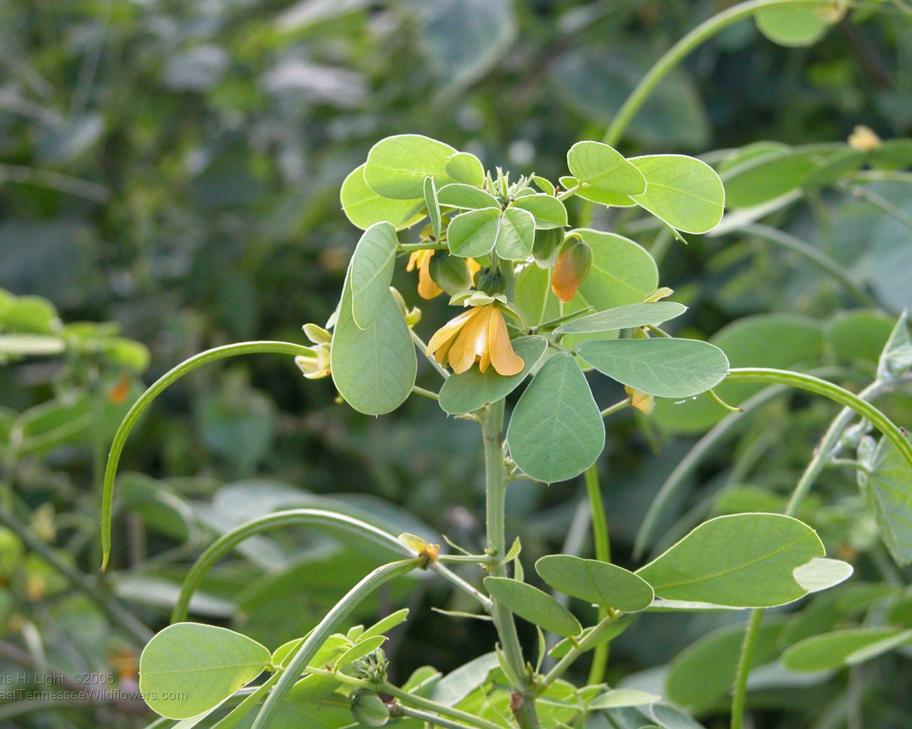 Расцвели красивые цветы растения резухи