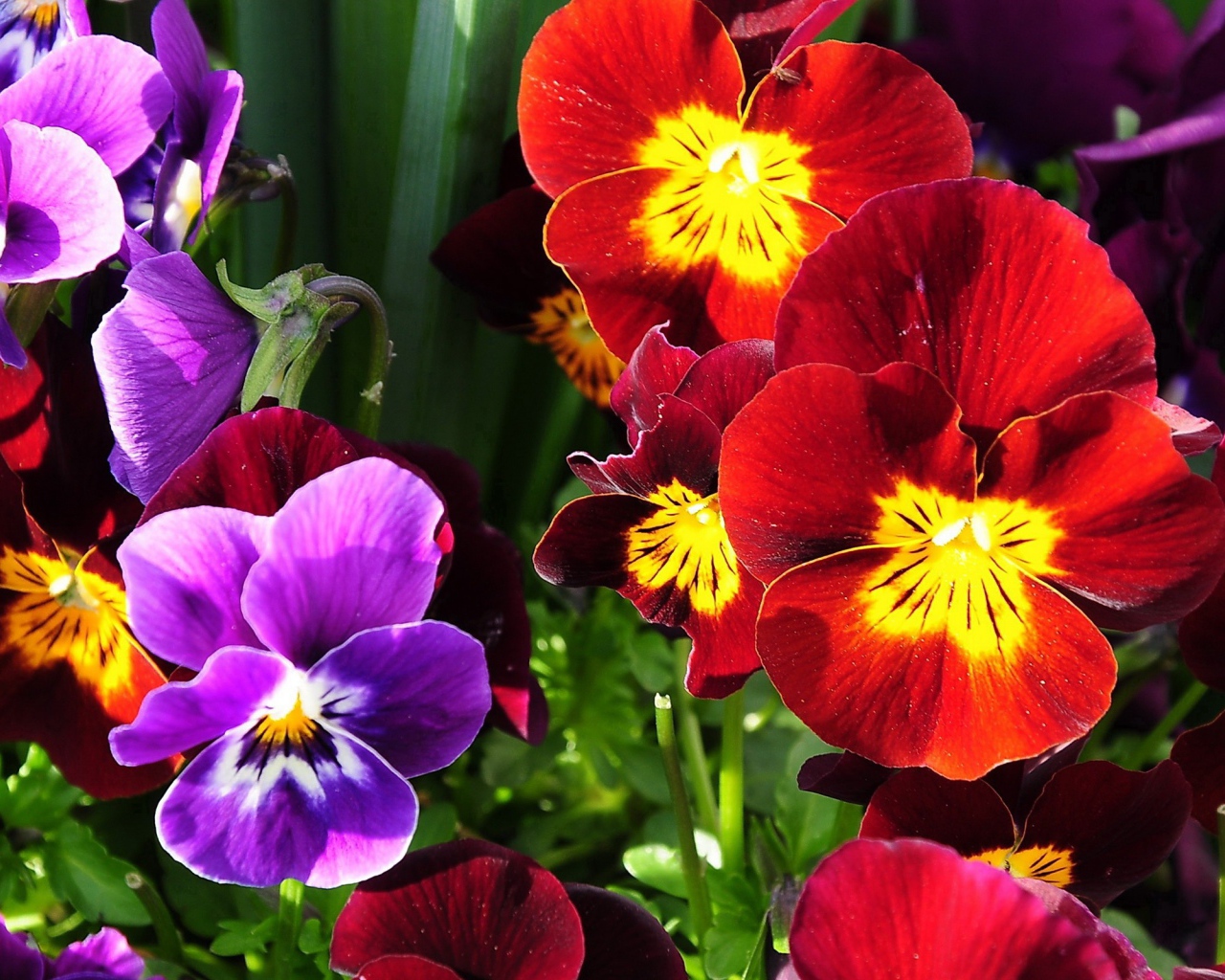 Расцвели прекрасные анютины глазки