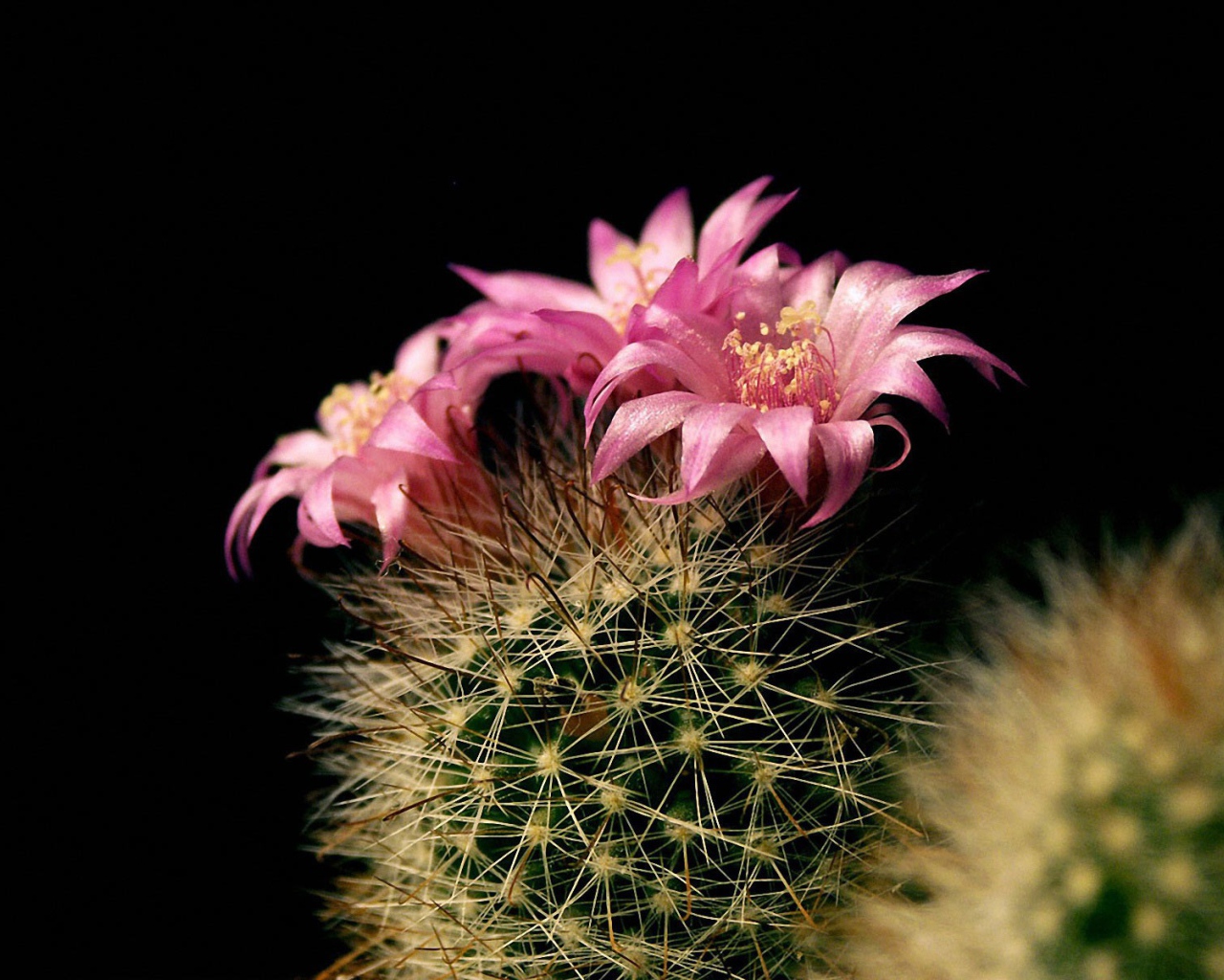 Цветущий кактус