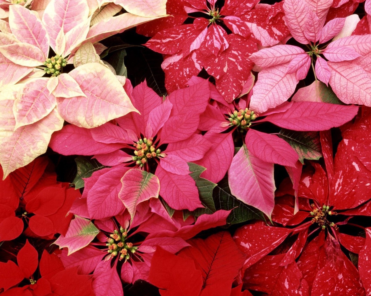 Красные цветы