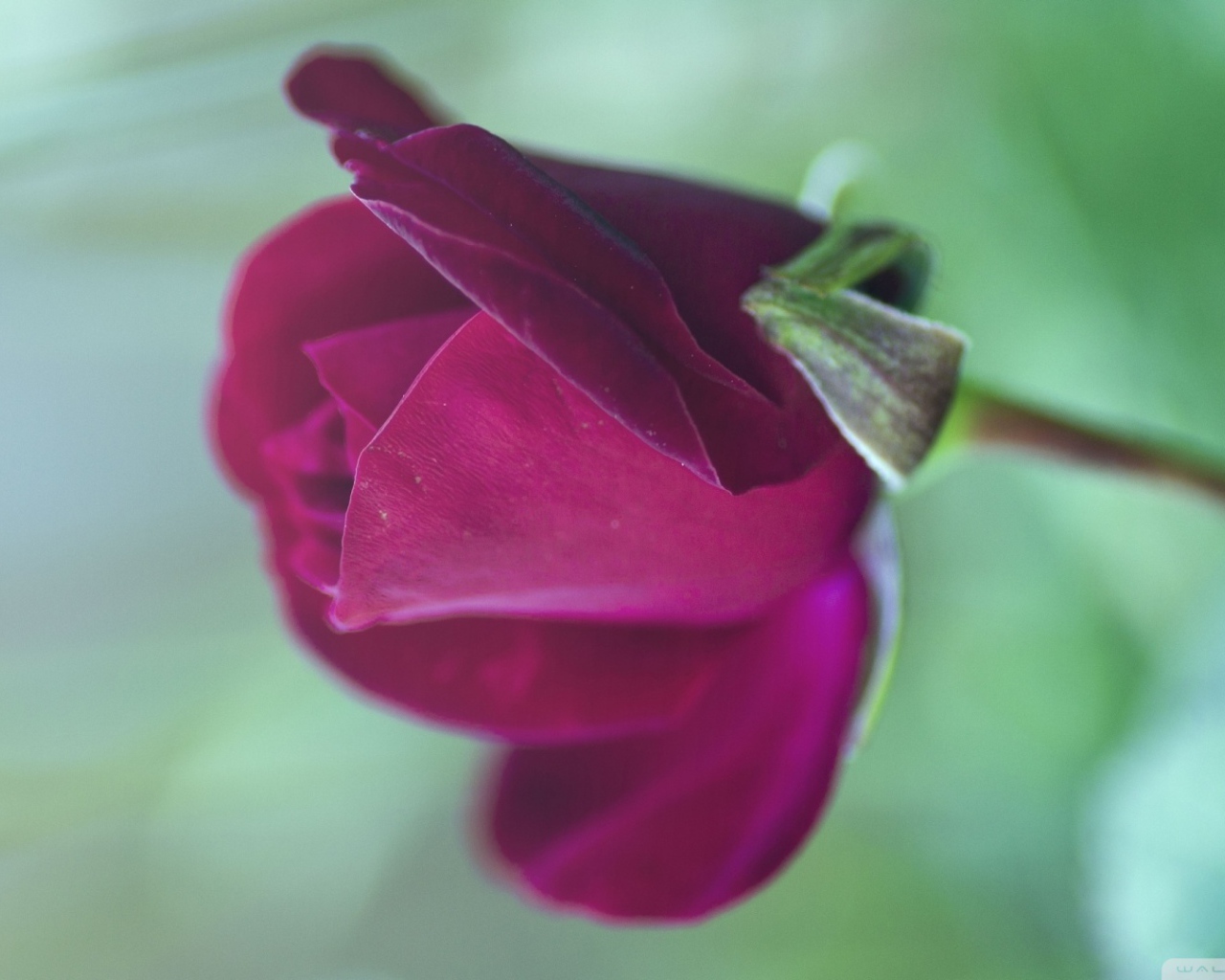 Цветущая фиолетовая роза