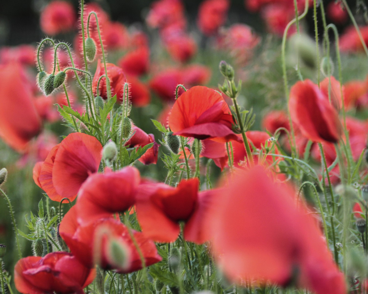 Цветущий восточный мак