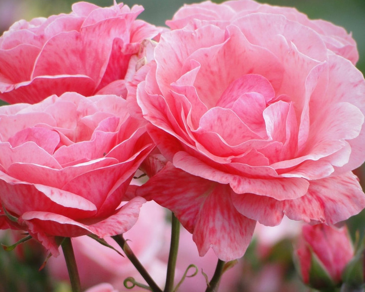 Распустившиеся розовые цветы