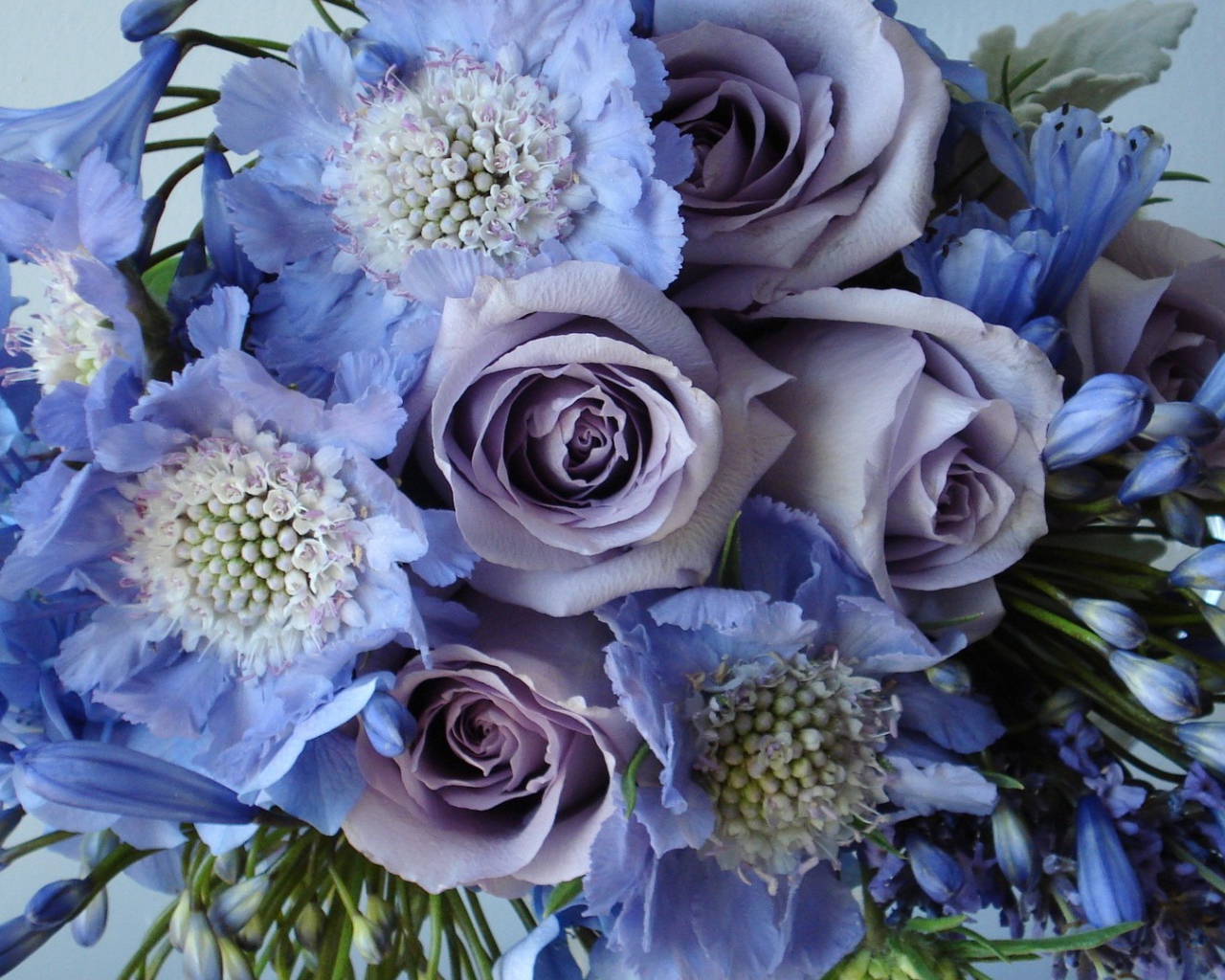 Голубые и фиолетовые цветы