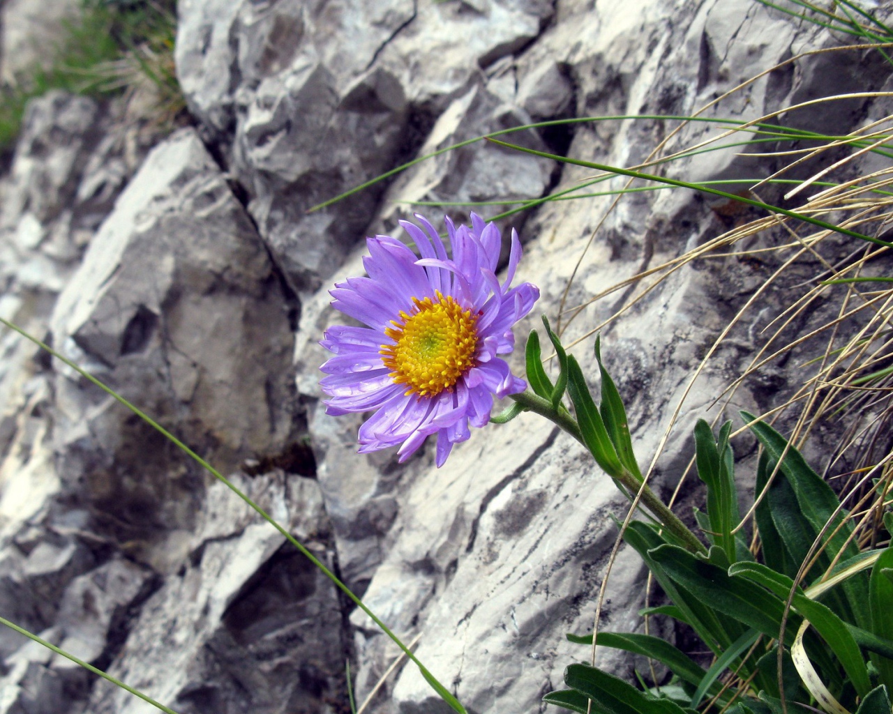 Синий цветок на камнях
