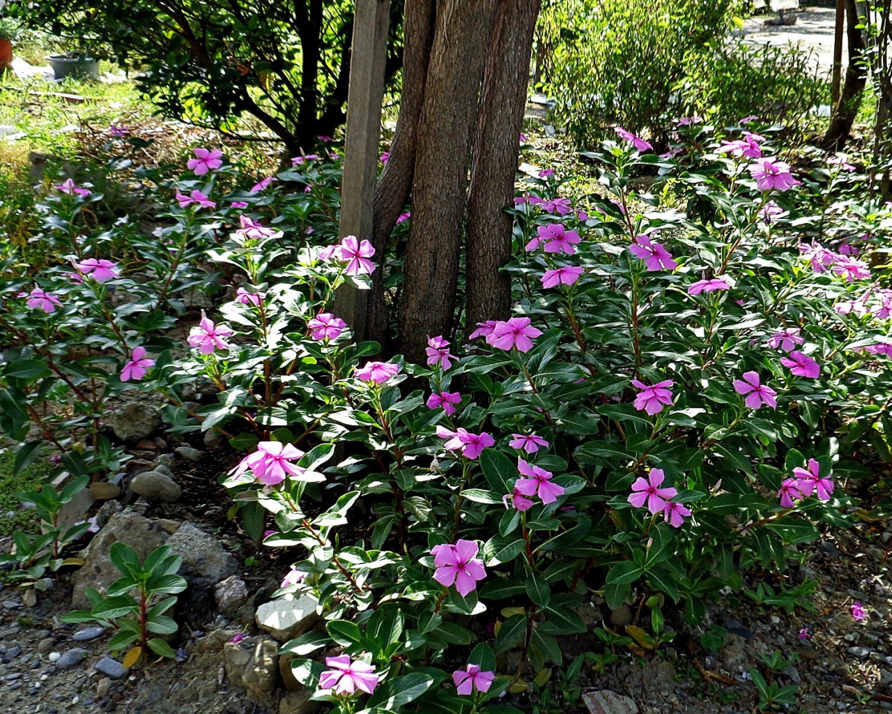 Синие цветы вокруг дерева