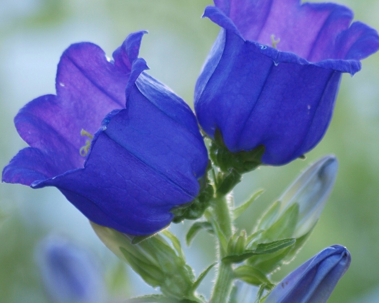 Синие цветы колокольчики