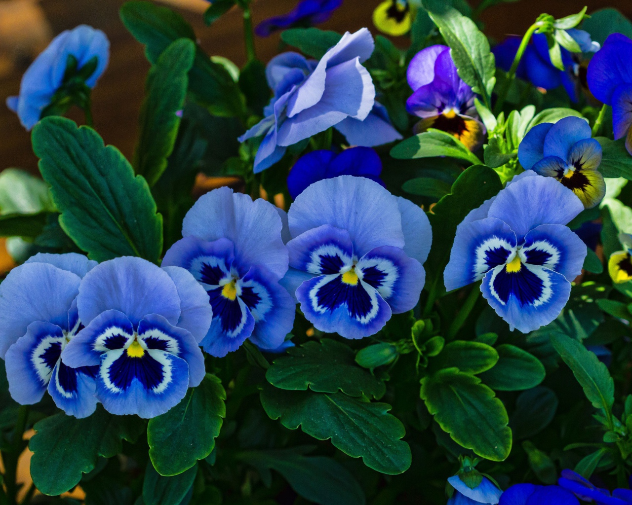 Голубые анютины глазки расцвели на поляне