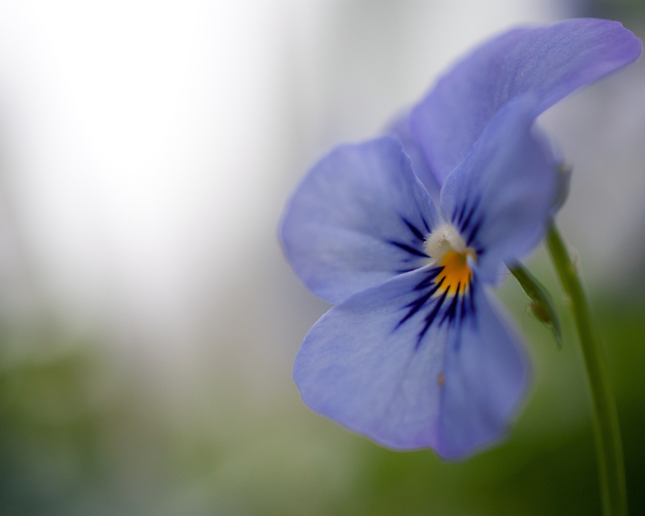 Голубой цветок анютины глазки