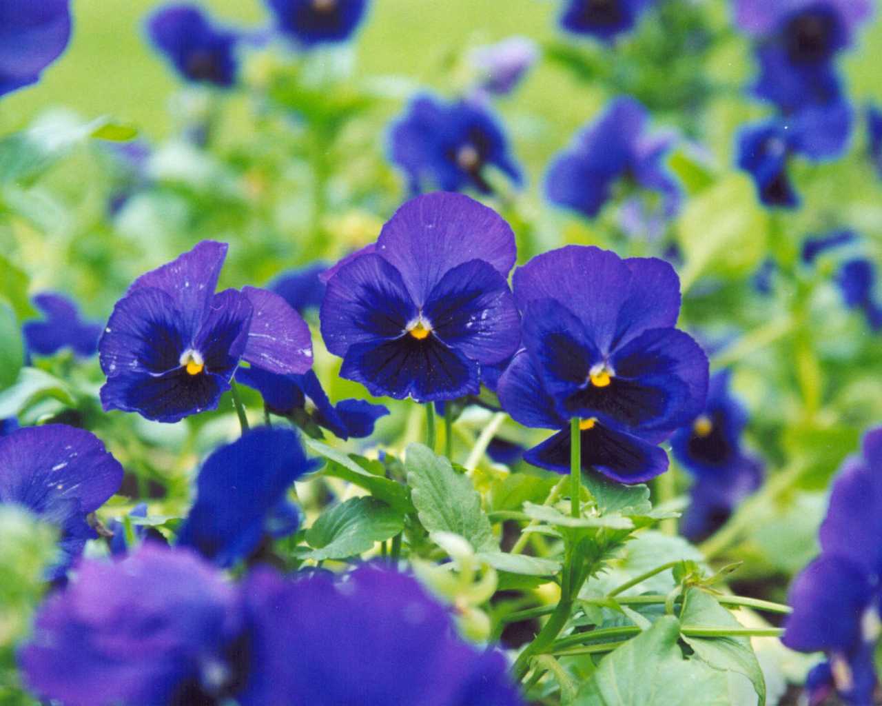 Синие цветы анютины глазки зацвели на поляне в лесу