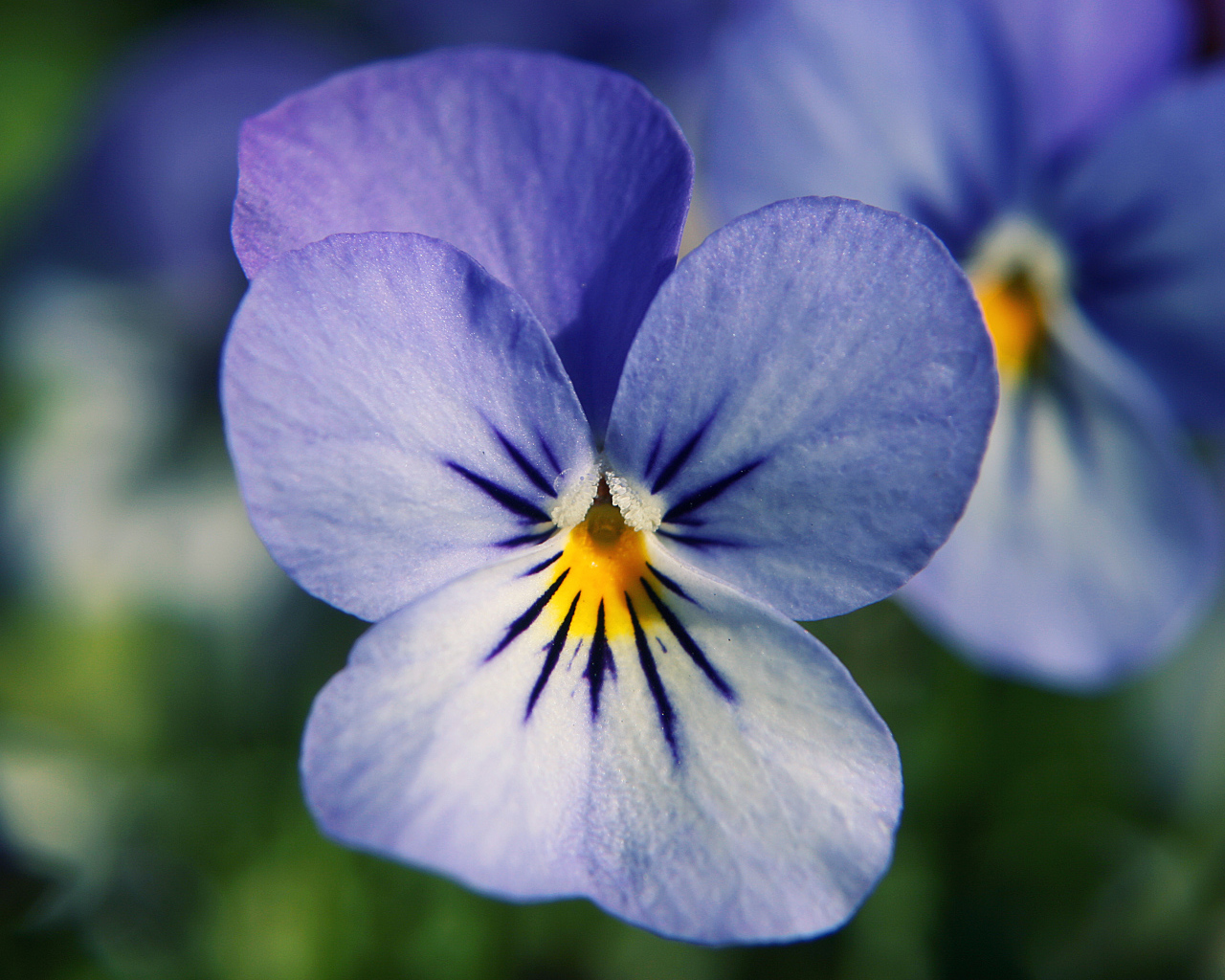 Голубые цветы анютины глазки в саду
