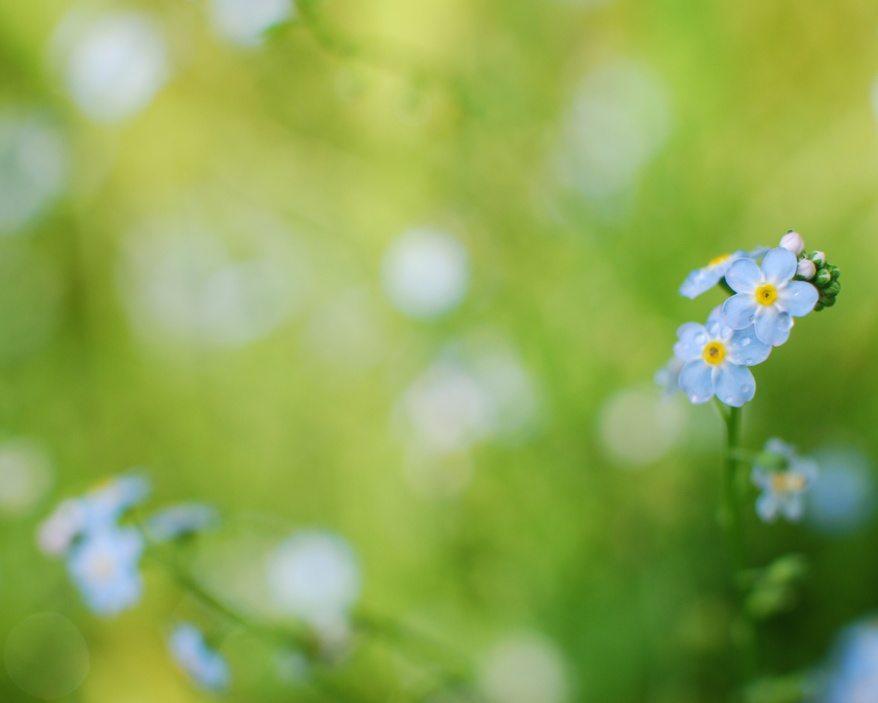 Цветы голубые анютины глазки на поляне
