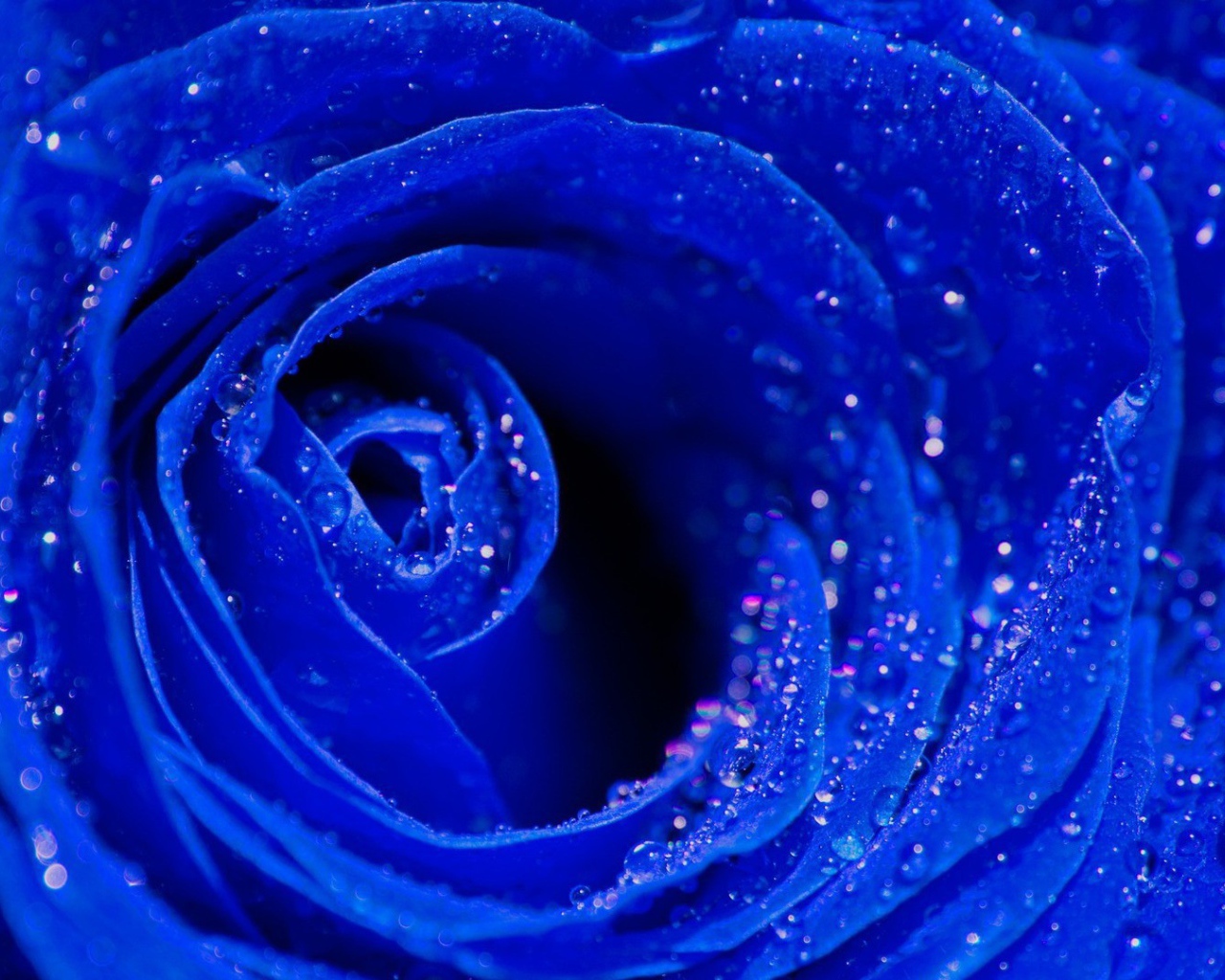 Синяя роза, сердцевина