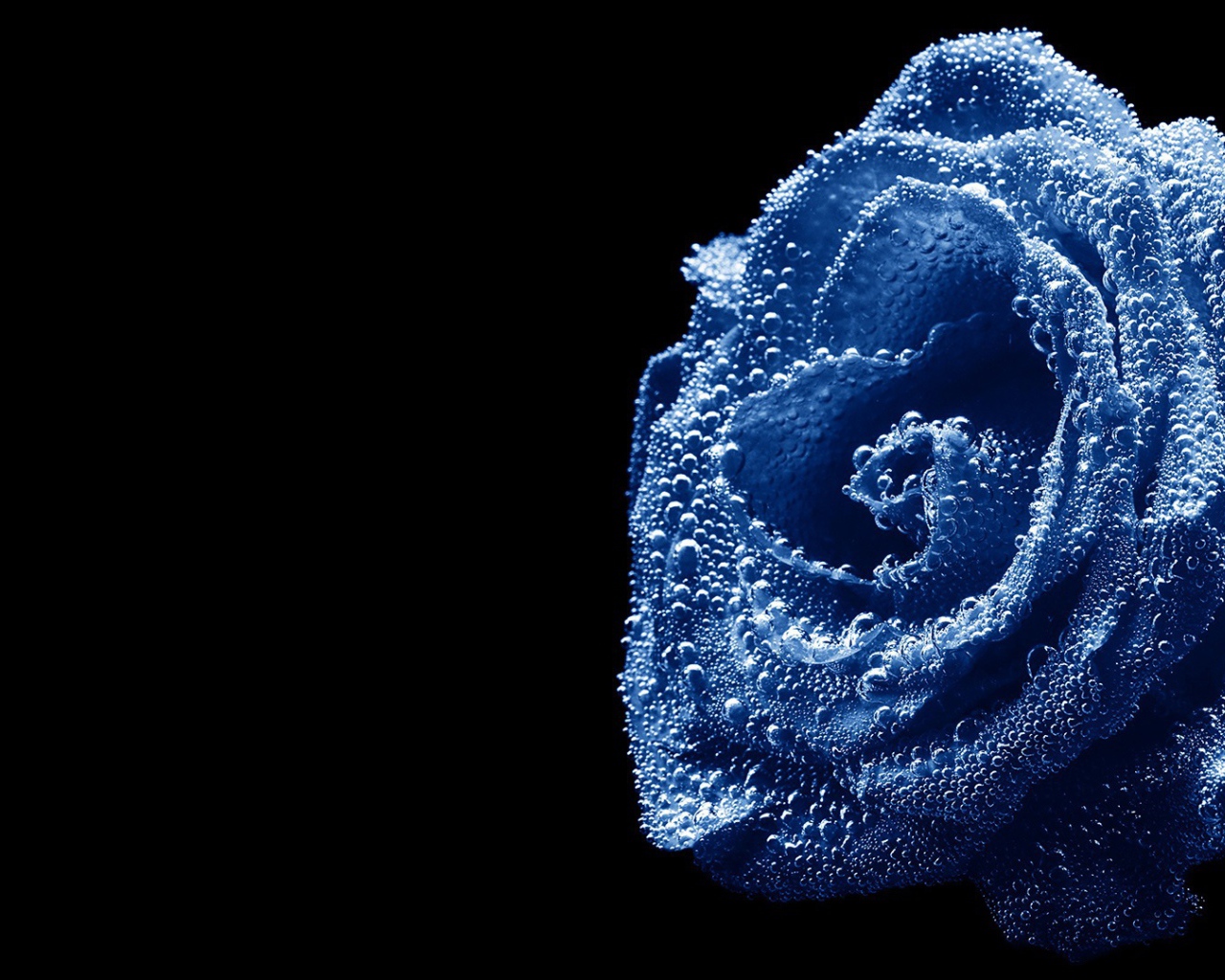 Синяя роза, погруженная в воду