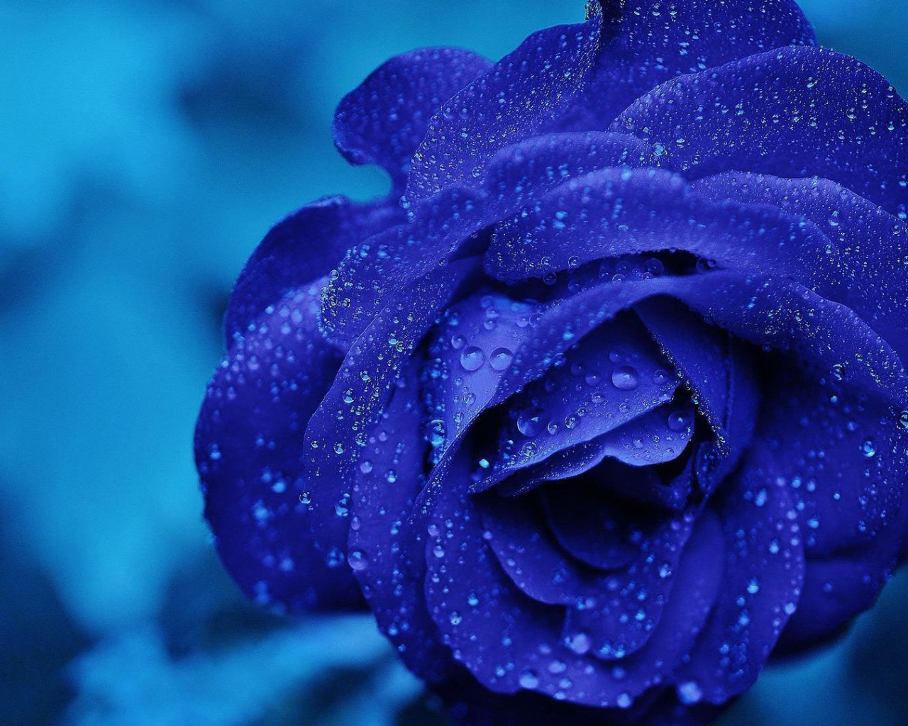 Синяя роза после проливного дождя