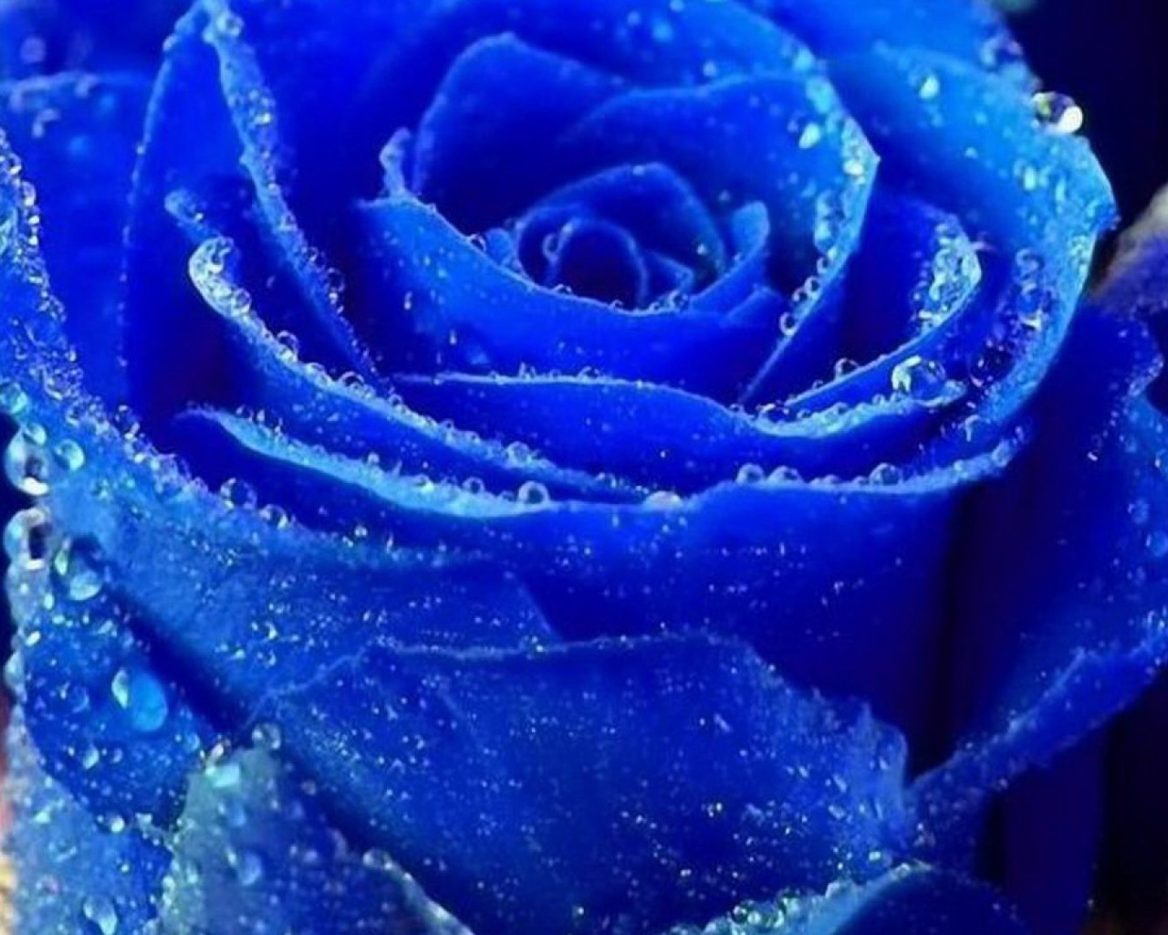Синяя роза покрылась росой