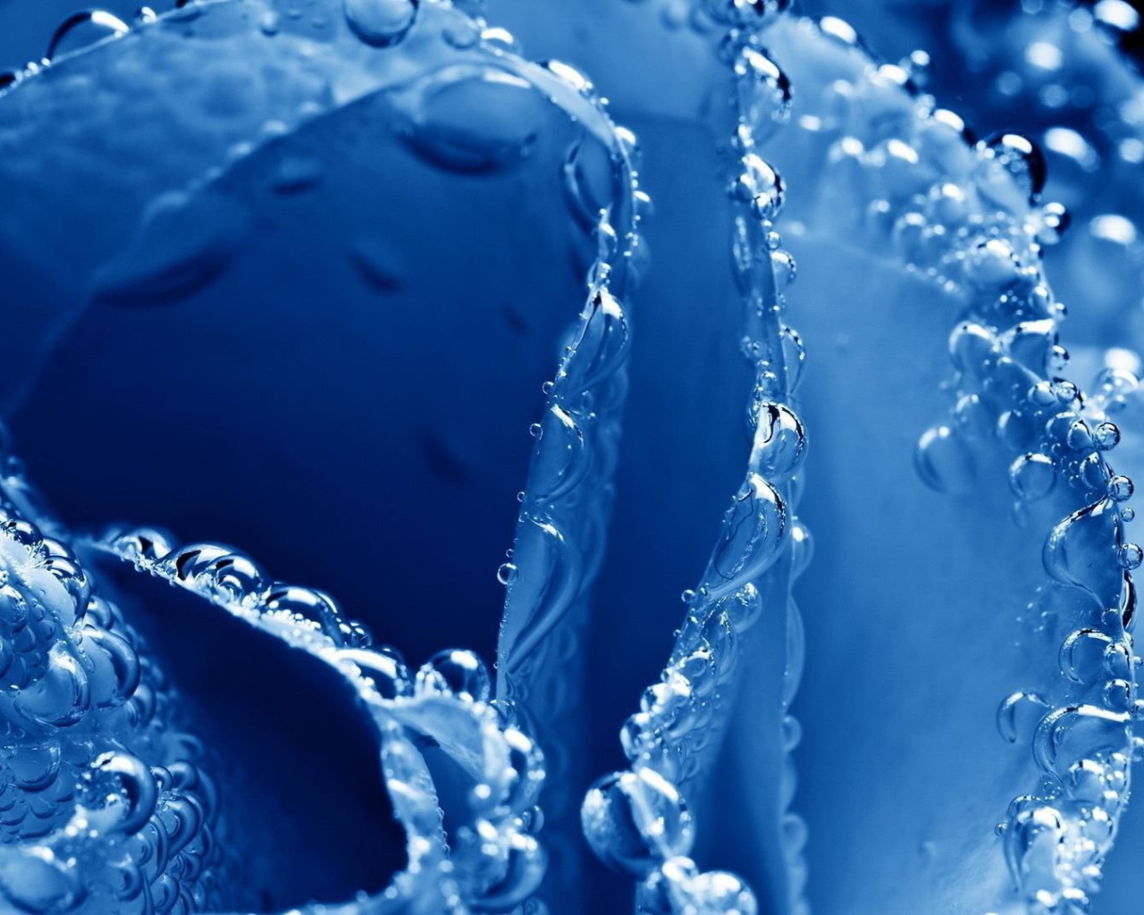 Синяя роза в пузырьках воздуха