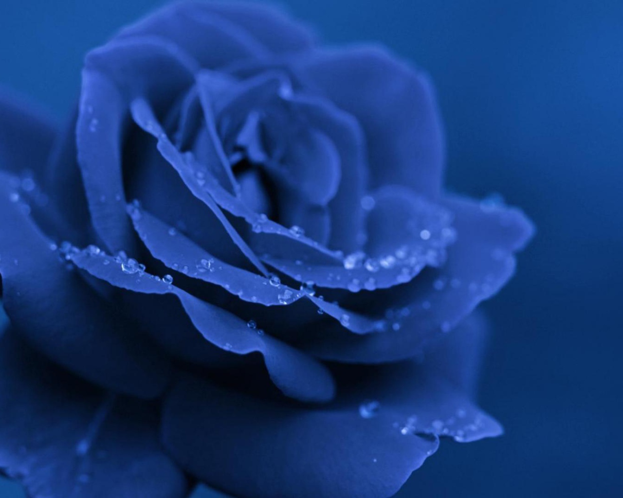 Синяя роза вечером
