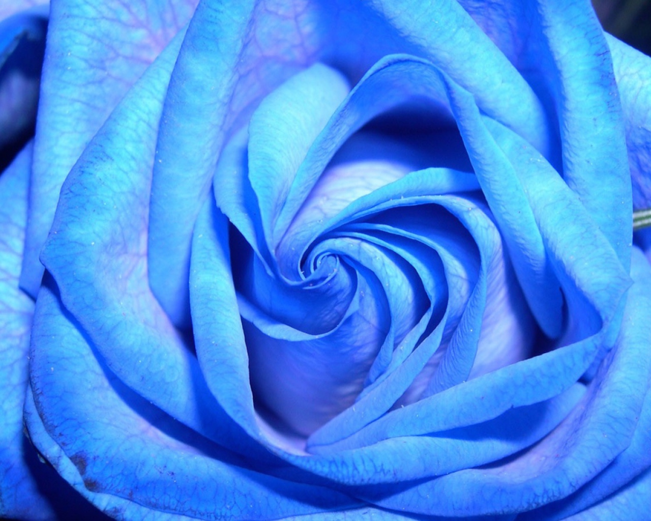 Синяя роза на тёмном фоне