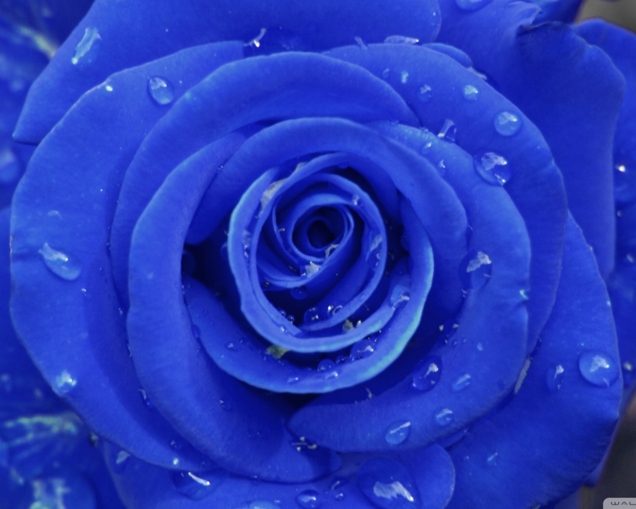 Синяя роза на сером фоне