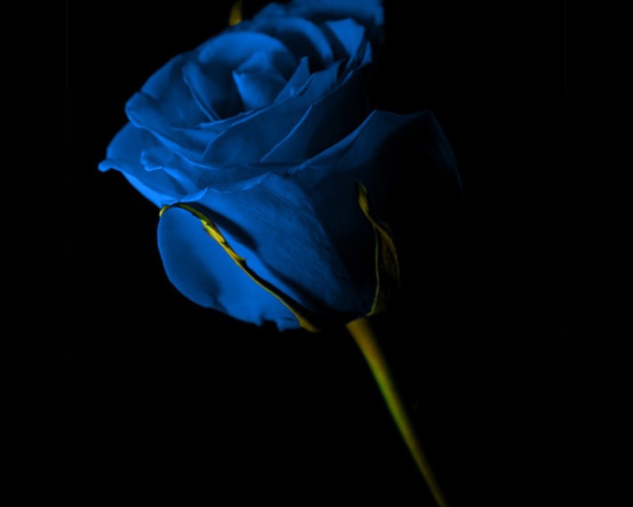 Синяя роза на чёрном фоне