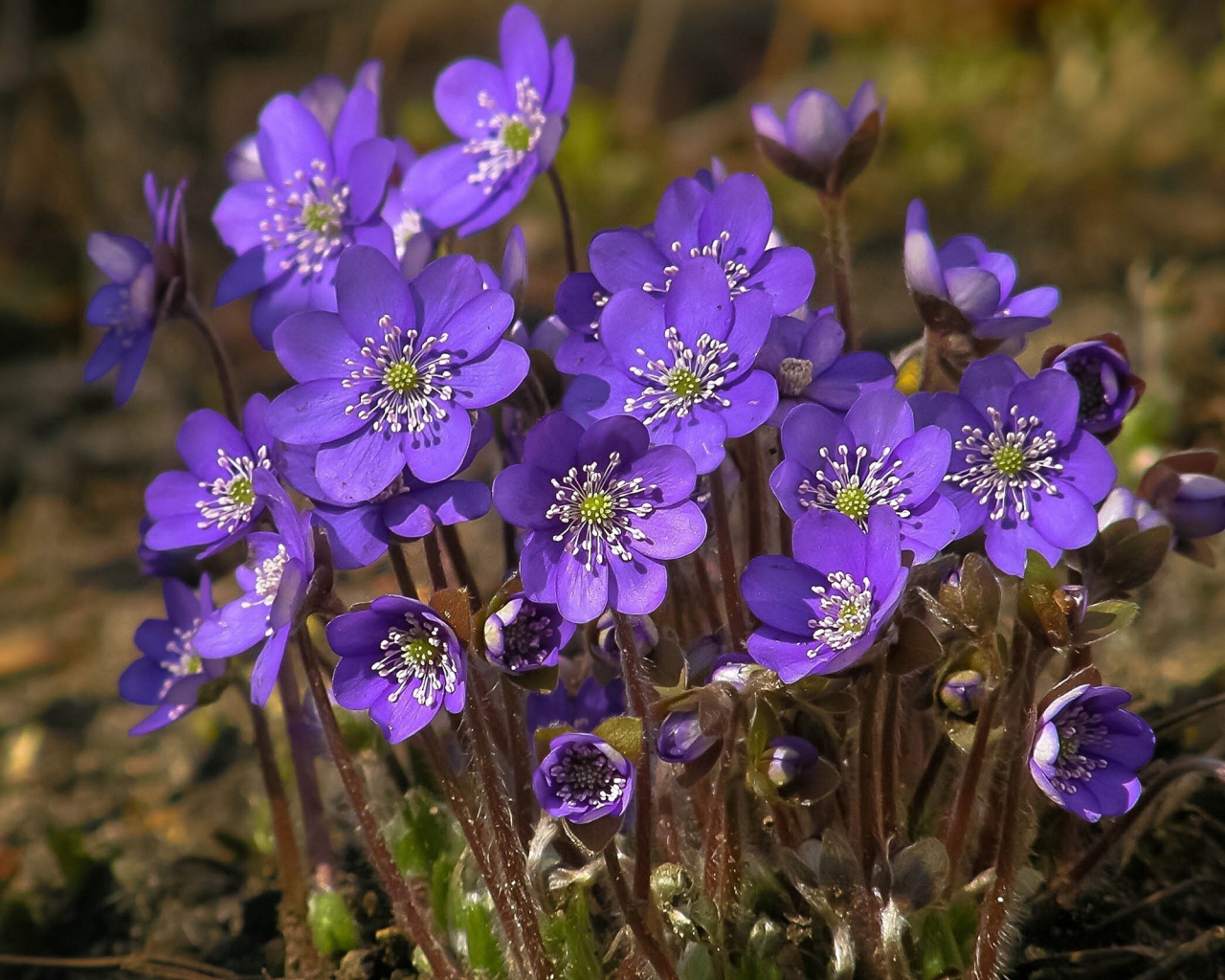 Синие весенние цветы