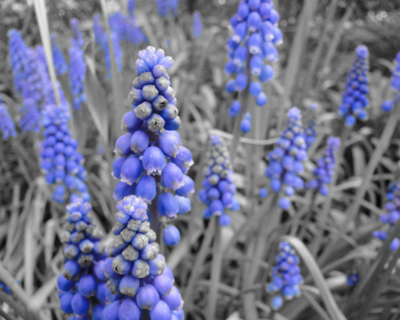 Синие колокольчики кисточкой