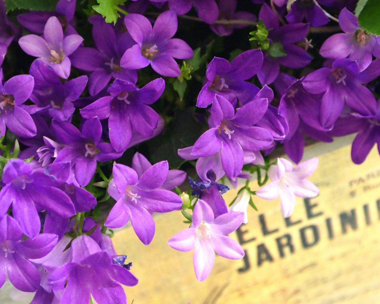 Колокольчики в ящике