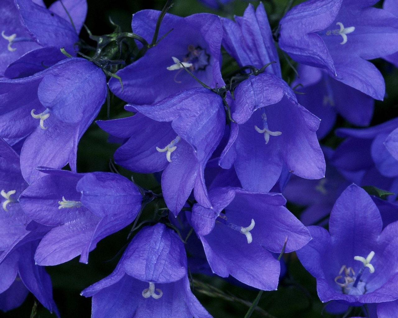 Колокольчики в лесу