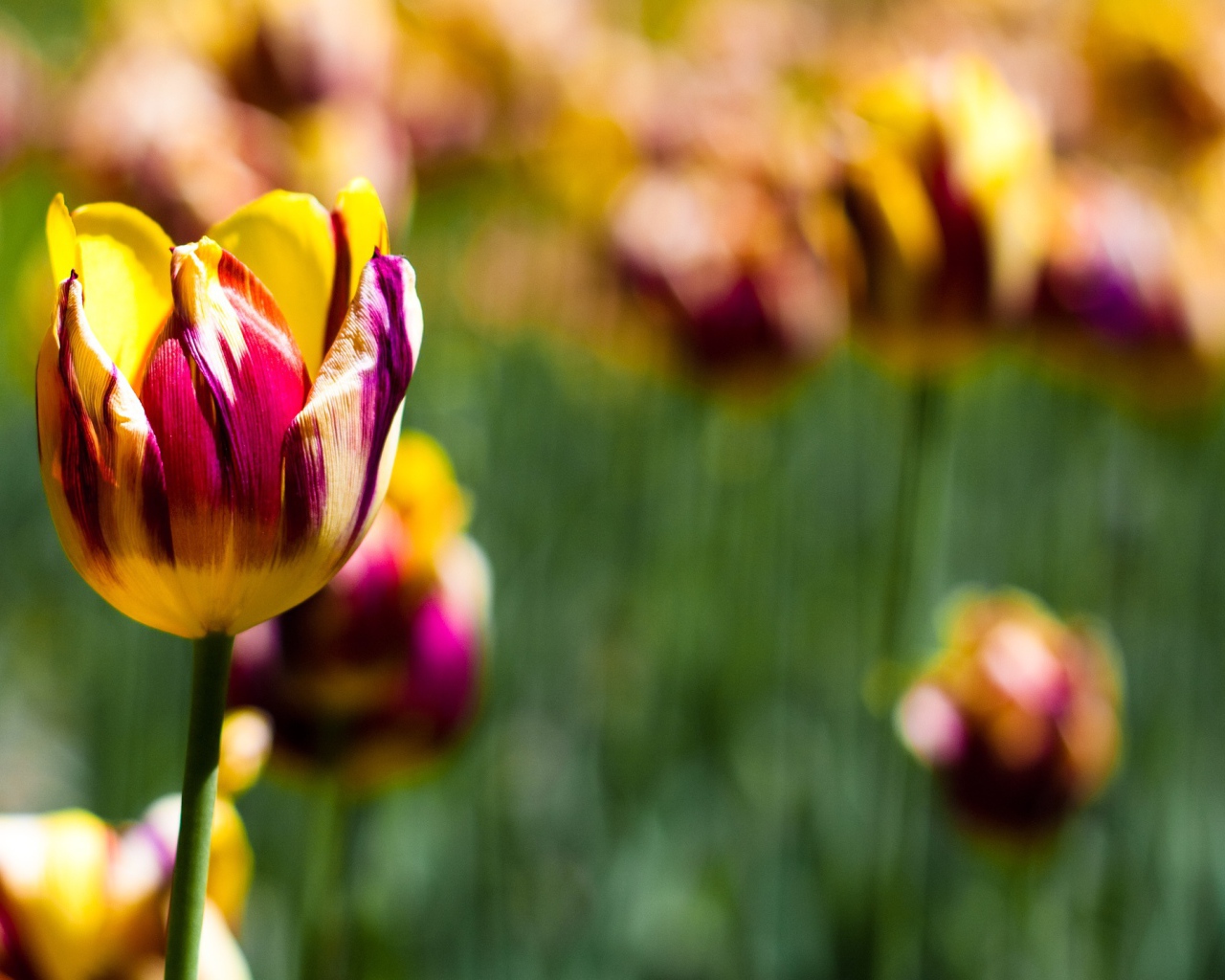 Тюльпаны в ботаническом саду