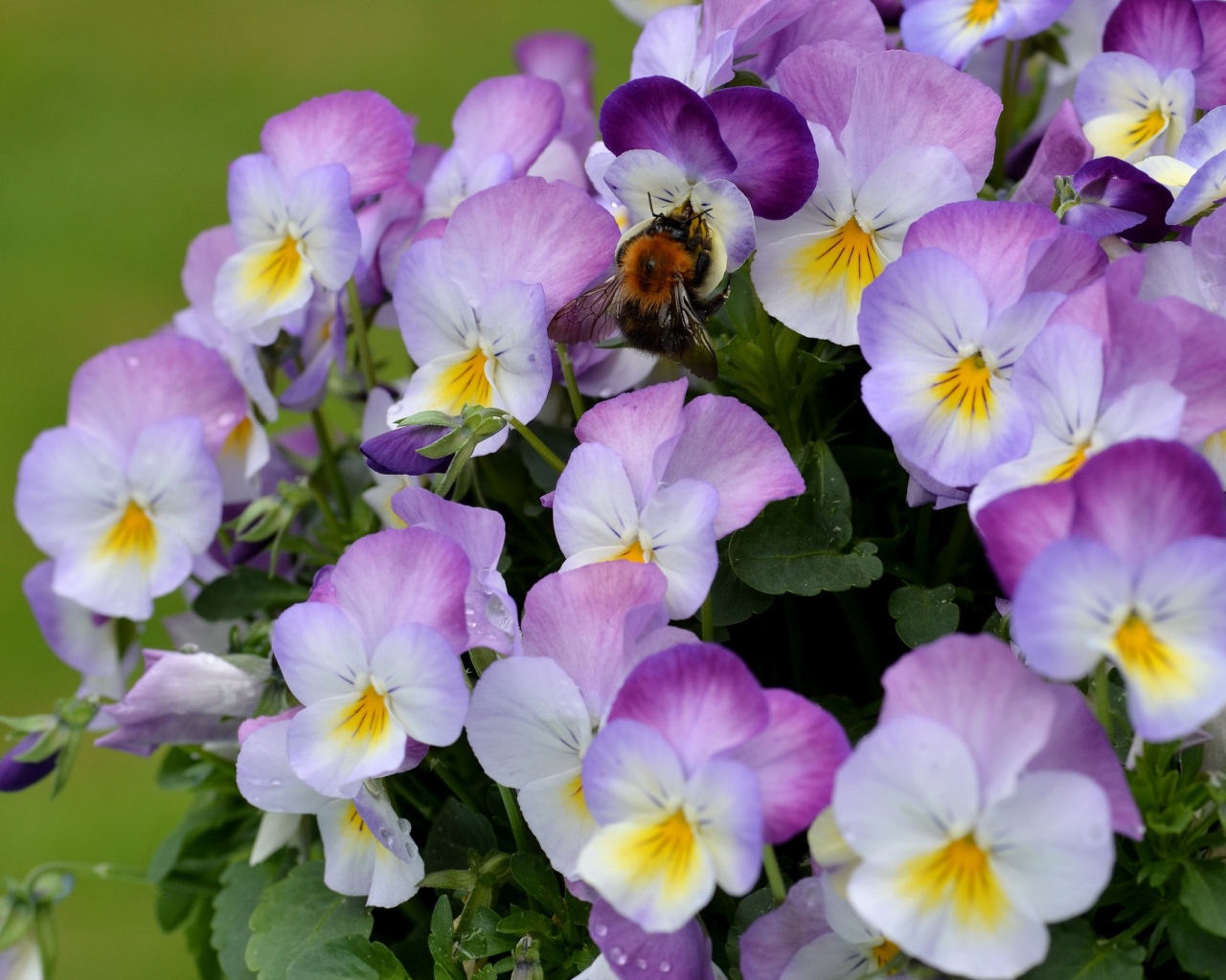 Букет виолы (фиалки, анютины глазки) 