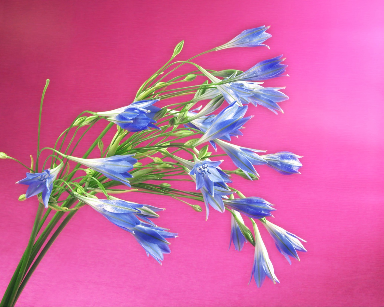 Букет синих полевых цветов